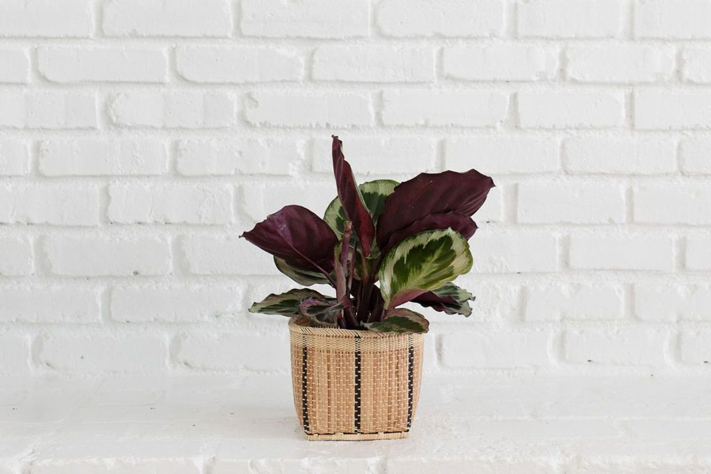 6" Prayer Plant + Basket