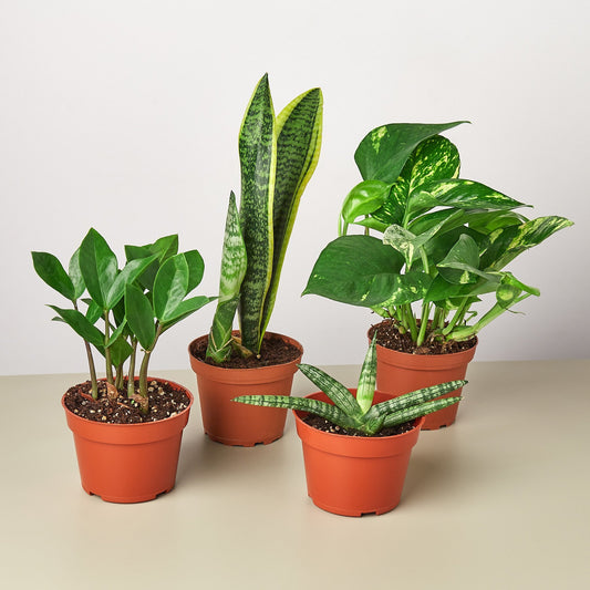 4-Pack Easy Care Indoor House Plant Bundle