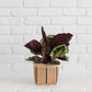 6" Prayer Plant  + Basket