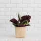 6" Prayer Plant  + Basket