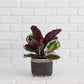 6" Prayer Plant  + Basket