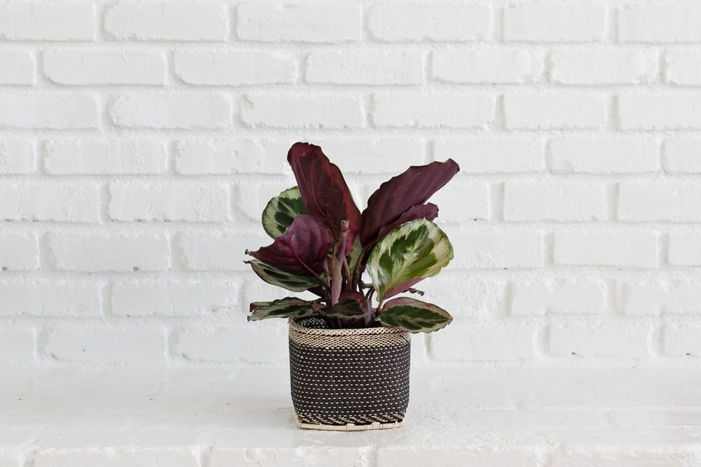 6" Prayer Plant  + Basket