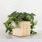 Satin Pothos Plant + Basket