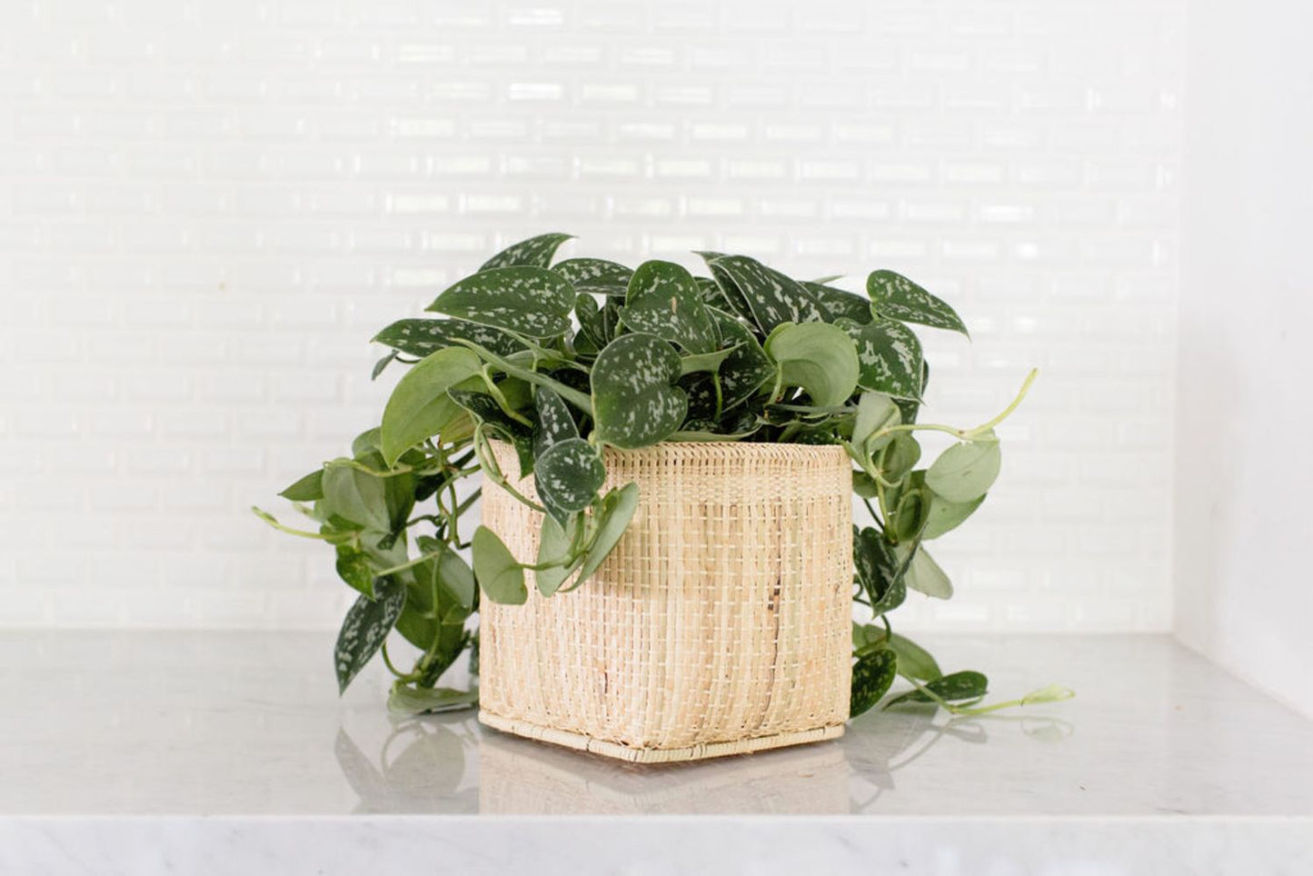 Satin Pothos Plant + Basket