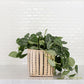 Satin Pothos Plant + Basket
