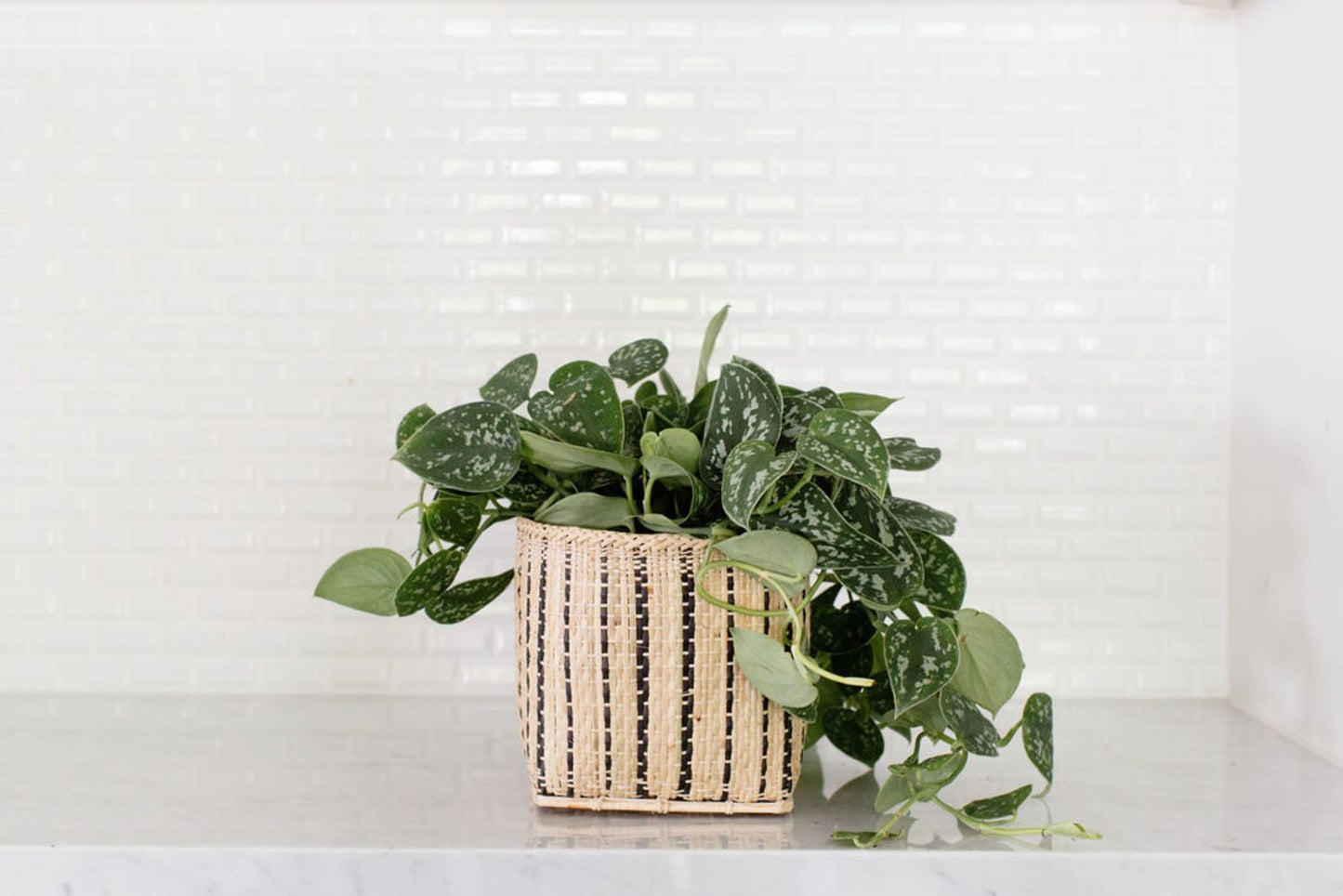 Satin Pothos Plant + Basket