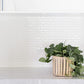 Satin Pothos Plant + Basket
