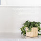 Satin Pothos Plant + Basket