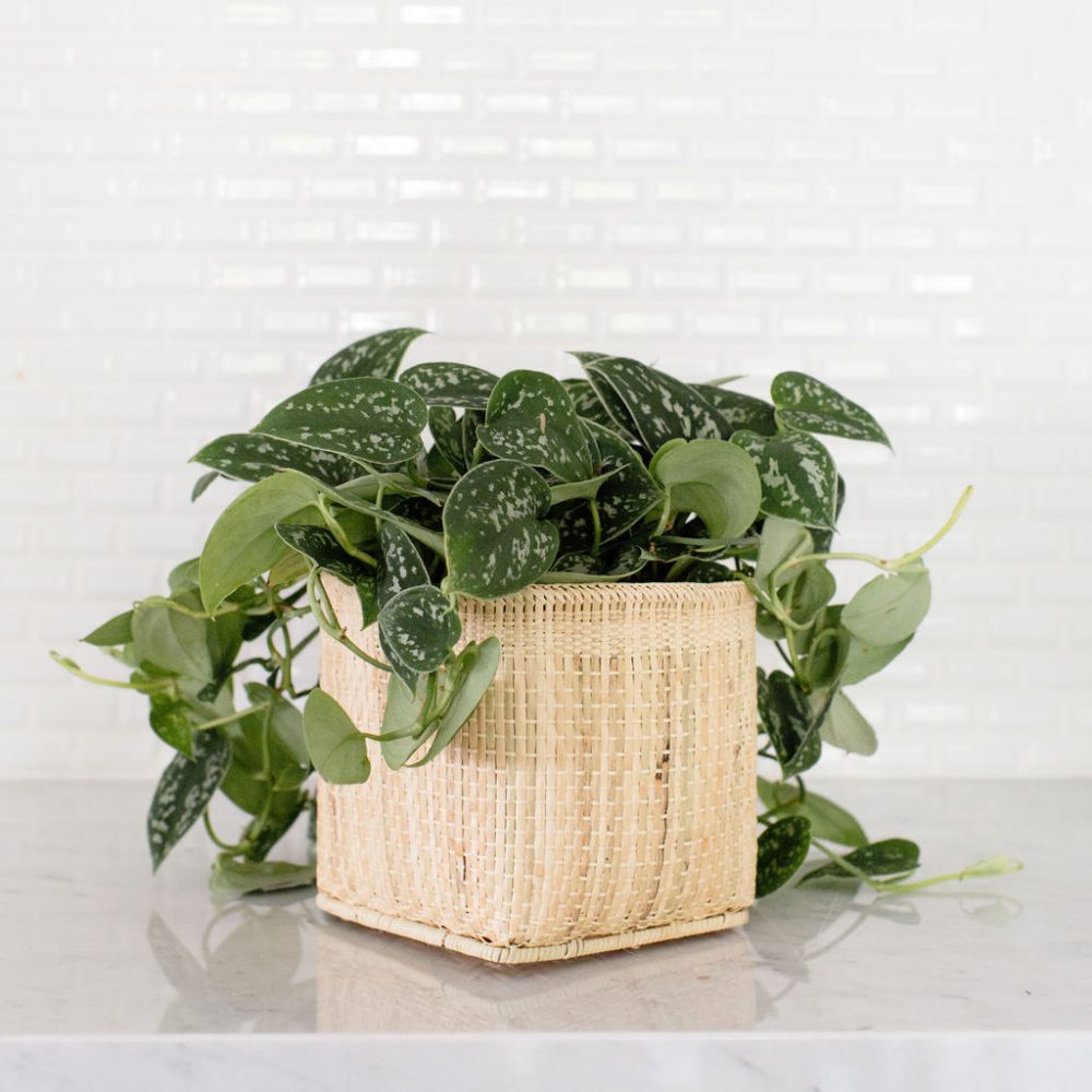 Satin Pothos Plant + Basket