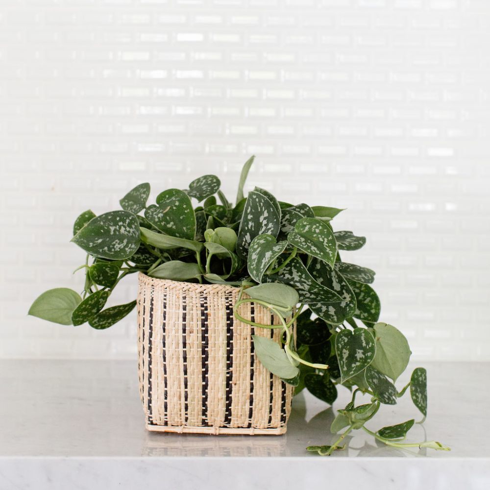 Satin Pothos Plant + Basket