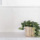6" Satin Pothos + Planter Basket