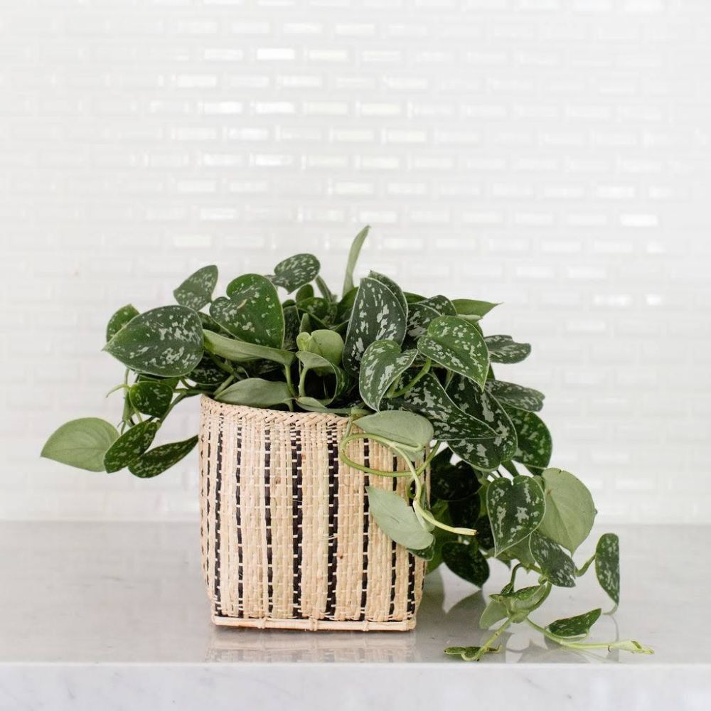 6" Satin Pothos + Planter Basket