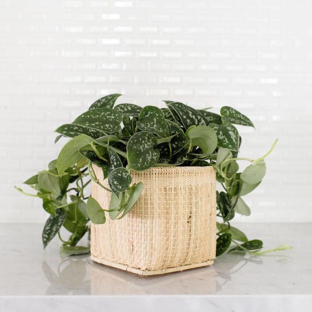 6" Satin Pothos + Planter Basket