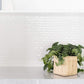 6" Satin Pothos + Planter Basket