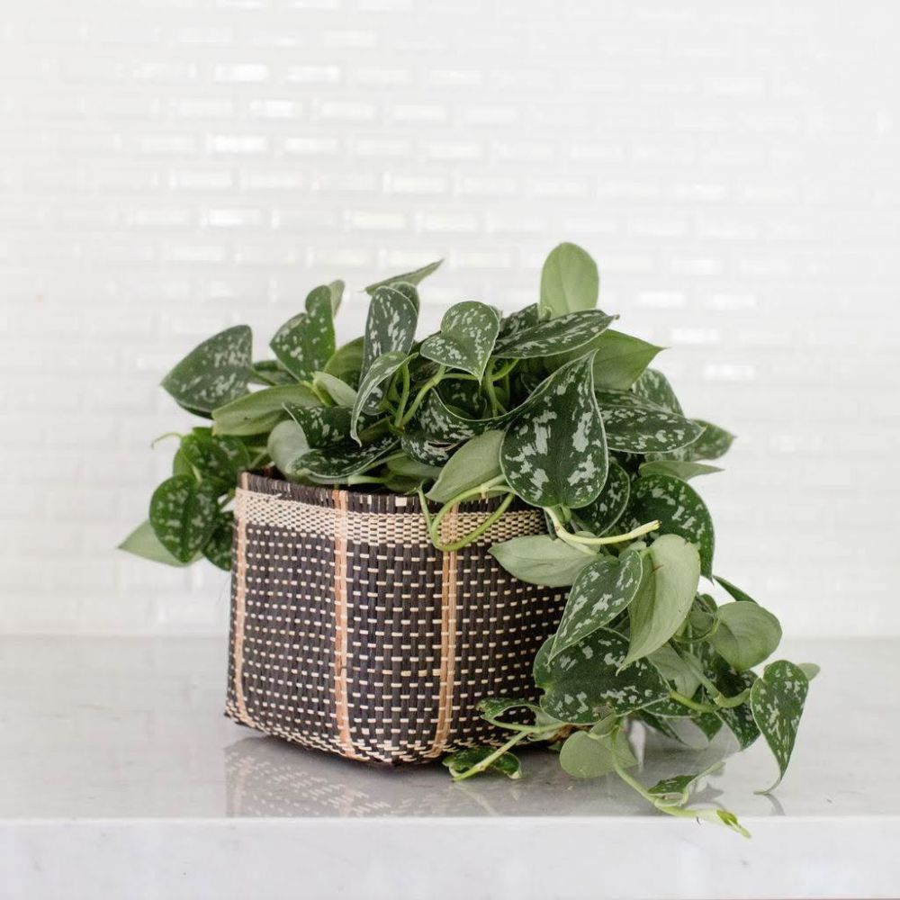 6" Satin Pothos + Planter Basket