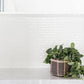 6" Satin Pothos + Planter Basket